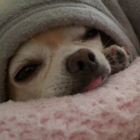 組合長 (@kumiaityo2nd) 's Twitter Profile