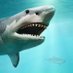 Great White Shark, Esq. (@lawhonky) Twitter profile photo Great White Shark, Esq. (@lawhonky) Twitter profile photo