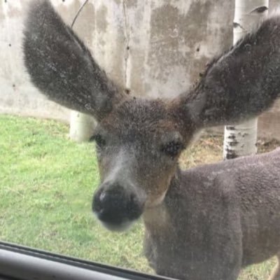 analogclock's profile picture. eyem borrd, tired ,, givig up even…