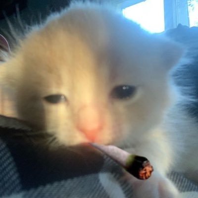 triiiiico's profile picture. 