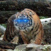 Senjamin Button 🐅 (@senjaminbutton) 's Twitter Profile Photo