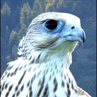 النادر (@gh906906) Twitter profile photo