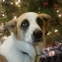 Dookie Dog (@maga_pooch) 's Twitter Profile