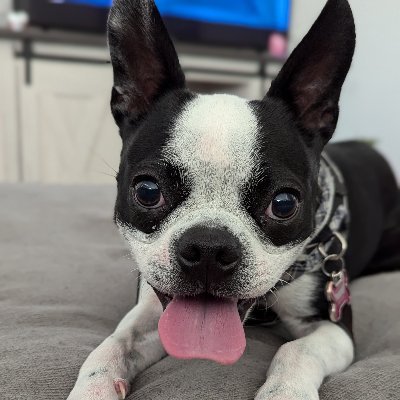 CementOrSoil's profile picture. @TrolldenState backup account