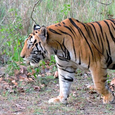 tiredofthis202's profile picture. Geopolitics