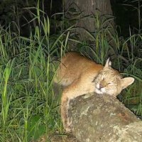 friendly neighborhood silly pal (@ranlaugh) 's Twitter Profile Photo