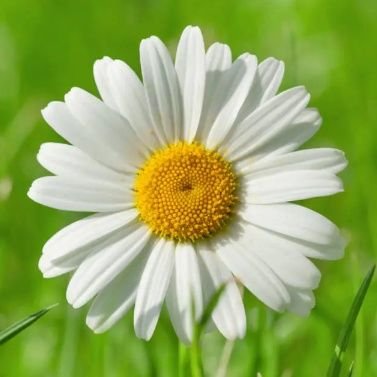 JessicaTay88502's profile picture. 'In good company one can be brave.' John Irving ✨ Hockey Agatha Christie Monty Python & pundantic about puns ✨ Writer Voice Actor Optimist