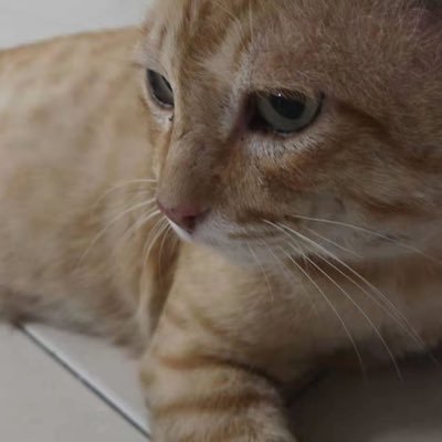 Catty_June's profile picture. 