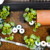 Syun5@メダカ垢 (@syun5_xmedaka) Twitter profile photo