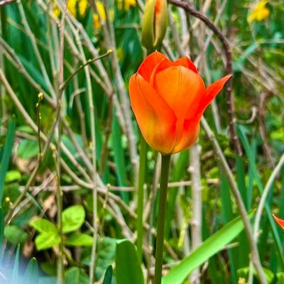 MJlovepeace's profile picture. 