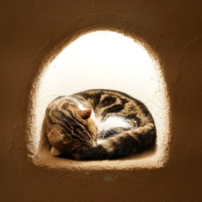 なるべく楽しいことだけ。嬉しいことだけ。あと見た作品。
素直にシンプルに自他共栄。
復讐を無くすことが悲願。
アイドル関連はほぼ見る専です。すいません。
https://t.co/Mj6bvAJ1qg…