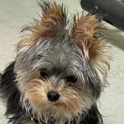 tokyosimo23514's profile picture. 事務所の看板犬 🐶 懸賞などの情報を提供しています 🎰🎰 多方面のポストから懸賞情報をえりすぐりして提供して参ります😄＃懸賞＃プレゼント