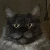 WASABI🌱 (@frostywuffs) 's Twitter Profile