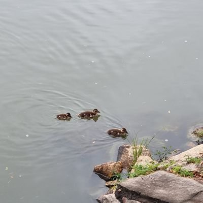 Limcom0633's profile picture. 온세상이 프문인 림붕이
쁘붕이