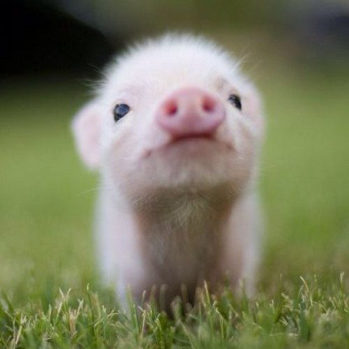 silvestremtenui's profile picture. Organic Consumption, Sustainable Living, and Spiritual Education for a Nourishing Life