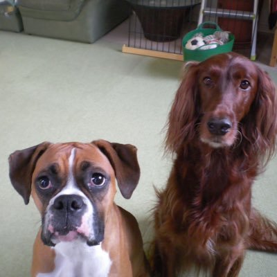 U_Sky's profile picture. Jazz Soul Funk Kickboxing Surfing 雑種猫（次男・三男・四男・三女）五男（ボクサー）四女（ジャーマンシェパード）の父 人間（女）の夫 Bassist（サボりまくり） 訳あってニート或いはヒモ 職人的手先の器用さ BMX DualBike あ〜DMは読んでいません