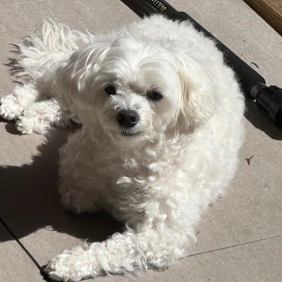 dongerdongo's profile picture. hyun