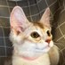 鉢犬🌱🌼🐈🐾 (@ggovmfmdt7q18qr) Twitter profile photo 鉢犬🌱🌼🐈🐾 (@ggovmfmdt7q18qr) Twitter profile photo