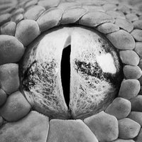 snake speak ∞ (@5nake5peak) 's Twitter Profile