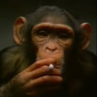 Ape (@wegoingapemode) 's Twitter Profile