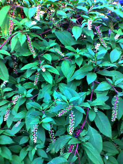 mahora11's profile picture. 最近は鳥の声と草花に癒されてます 。落語 ラジオ 盆踊り…お天道様と大地のおかげの毎日。神社、御神楽、民藝好き。介護福祉士の資格を2021.1に50代半ばで取得。♯伊勢白山道 ♯圧迫骨折 ♯多発性骨髄腫（2021.12-）（無言フォロー失礼します）