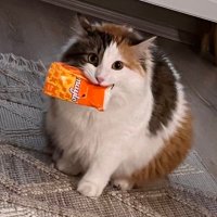 waffle (@pufiwaffle) Twitter profile photo