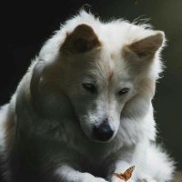 Midnight Howler (@riseofthewolf1) 's Twitter Profile Photo Midnight Howler (@riseofthewolf1) 's Twitter Profile Photo