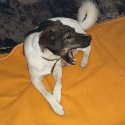 BelarusmtsTruck's profile picture. optimistischer Pessimist, für meine Heimat Dreiländereck: Sachsen ;  Thüringen;  Sachsen Anhalt , ungeimpft; politisch rechts, wie Franz Josef Strauß CSU war!!!