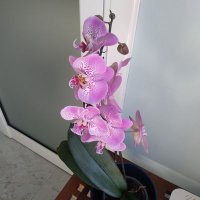 aina (@ainanvb) 's Twitter Profile Photo