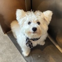 Mikey (@mikeyifi) 's Twitter Profile