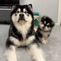 kimora (@chenkristi05) 's Twitter Profile
