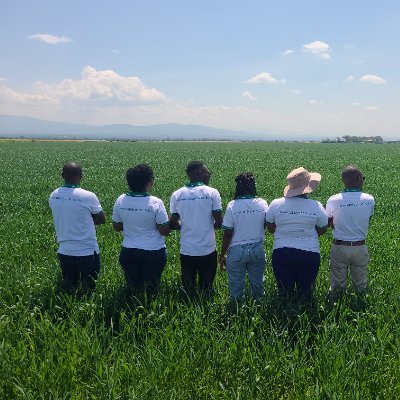 CandypopsLtd's profile picture. Candypops Ltd is an agro-inputs company that exclusively distribute products such as Multi N 40-0-0, Foliboost, Amco Green, supercal 45, Dragon and Pyagro.