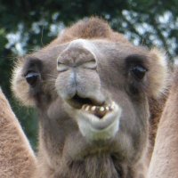 Dr Mick Phythian (@greatemancipato) 's Twitter Profile Photo