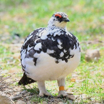 9Lp43KJ3JV3AATO's profile picture. アニメ関連の投稿が多め。アニメ/陸上(駅伝)/SASUKE/サッカー(日本代表や海外)/ライチョウ/響け！ユーフォニアムが好き。