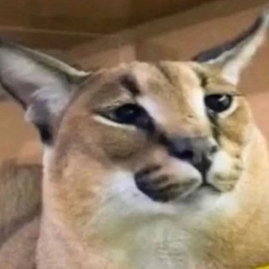 the_bigfloppa's profile picture. MK8DX Player for Tulip Transporters