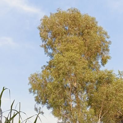 ramsingh745370's profile picture. Ram Ram ji