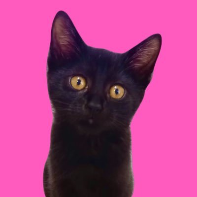 動物好き、犬好き、ネコ好き、世界中の動物たちの幸せを願う。いらない命なんてないよ。動物好きさん、気軽にフォローしてくださいね^^ チワワの凛ちゃん16歳🌈👼🐈⬛レスキュー猫、ふーちゃん💛