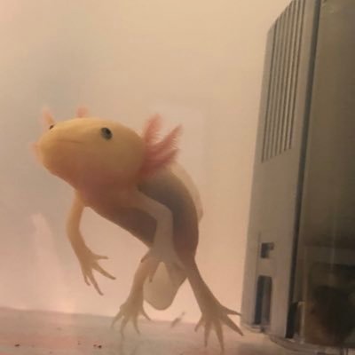 おメタル嗜みます。 最近はウーパールーパーとお相撲嗜みます。