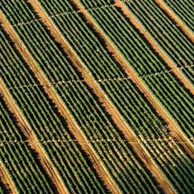 GoksenVerd6966's profile picture. Chasing green candles, learning with every trend. #TraderLife