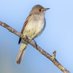 BirdsofBC 🇨🇦 (@birdsofbc) Twitter profile photo BirdsofBC 🇨🇦 (@birdsofbc) Twitter profile photo