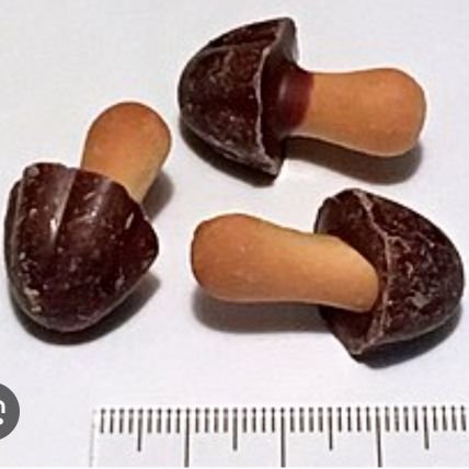 Papigemaru123's profile picture. ROM専 無言フォロー＆いいね失礼します