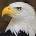 JONAH (@eagle_jona13365) Twitter profile photo JONAH (@eagle_jona13365) Twitter profile photo