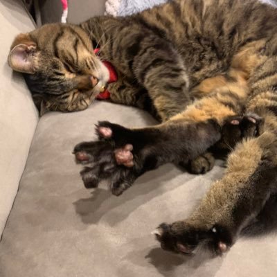 taigaman1115's profile picture. 🐈⸒⸒⸒⸒💛👶育休明けからのフルリモートのエンジニア職探し中...