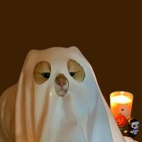 //‎ ⌯•͈ᴗ•͈⌯ಣ (@nndfnnnn) 's Twitter Profile Photo