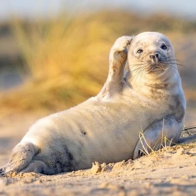 Witch_789's profile picture. ฉันคือ  ต้าวหนอน  ที่จะฝังตัวเงียบๆ