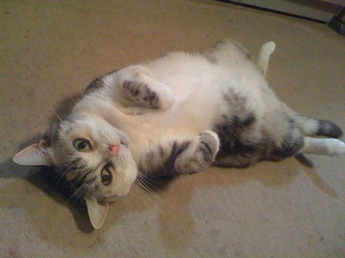 takaokaken's profile picture. kyoto→tokyo→kyoto→tokyo。 そして旅のプロ。