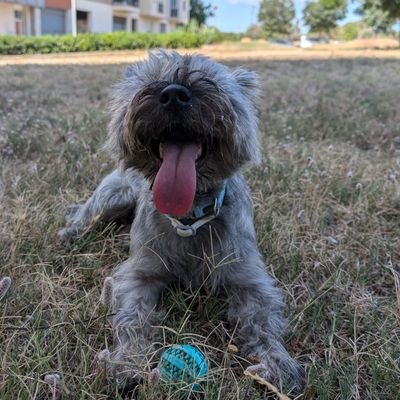 cairnterrier_'s profile picture. 