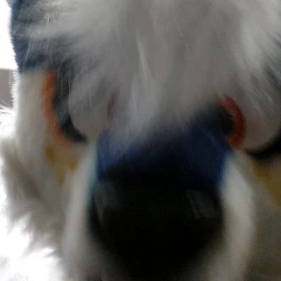 He/him/They/them 🐺 / 22/single
I'm just a good canine boy who enjoys seeing other people happy😄😁