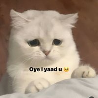 bo jie (@zxm1002) 's Twitter Profile