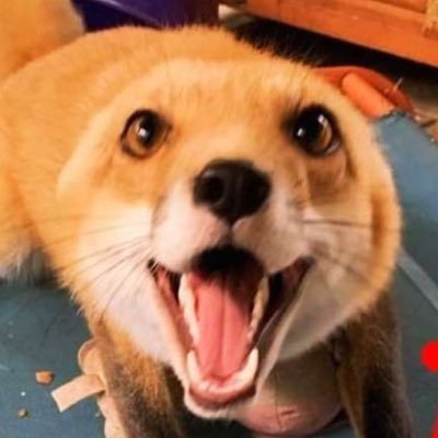 Foxodawg's profile picture. THE ETRIAN ODYSSEY HAD A PURPOSE || You can find me on a certain different website, check the carrd and click the blue dog